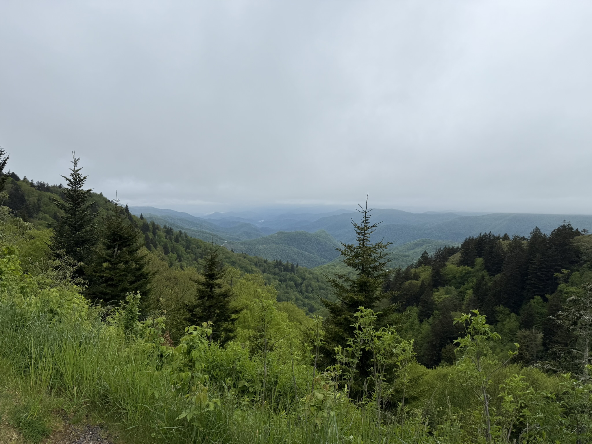 BRP spruce and mountain view